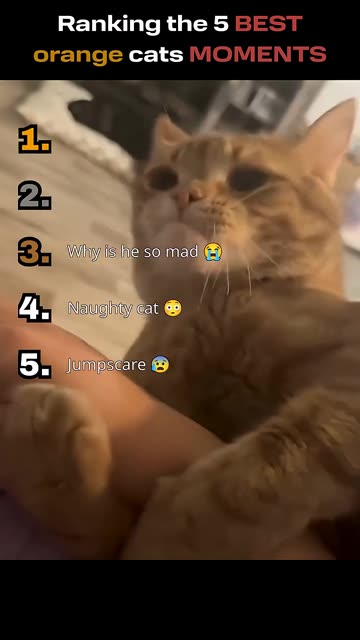 Ranking the 5 BEST orange cats MOMENTS 😂