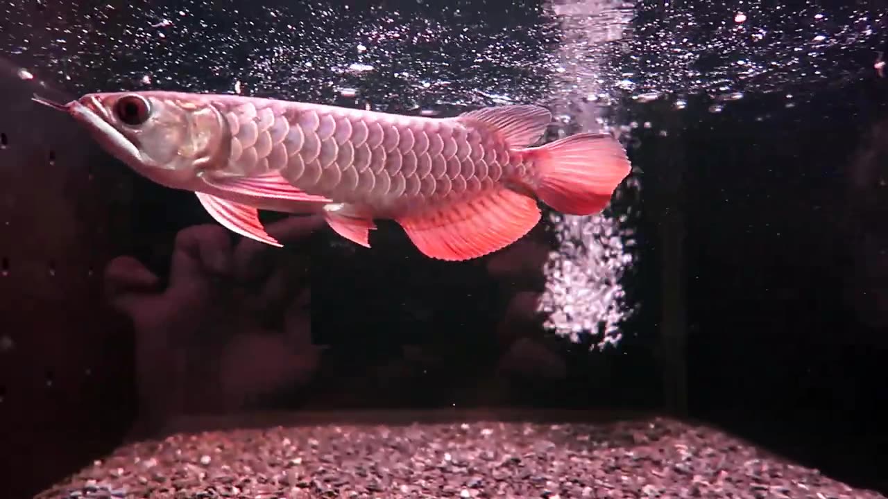 【龍爵士】老種 藍底過背 20公分