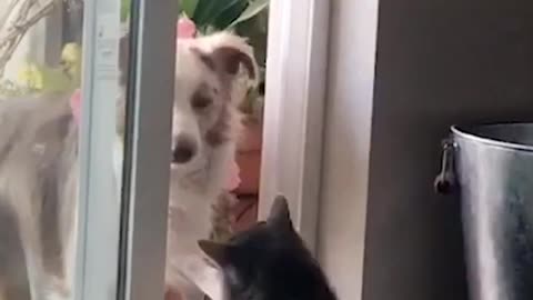 Dogs Realizing Cats Own the House!😂🤭