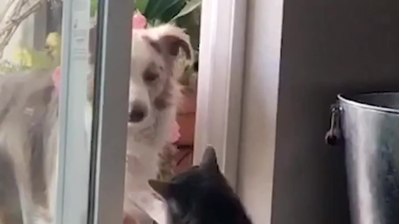 Dogs Realizing Cats Own the House!😂🤭