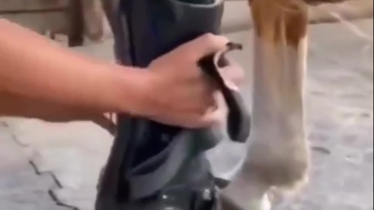 🤯✨ Watch This Horse Get a New Leg & Run Like Never Before! | FeedMyCuriosity