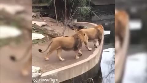 Funny Lions - Try Not To Laugh...