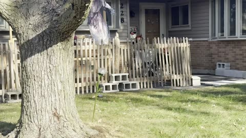 Halloween decorations