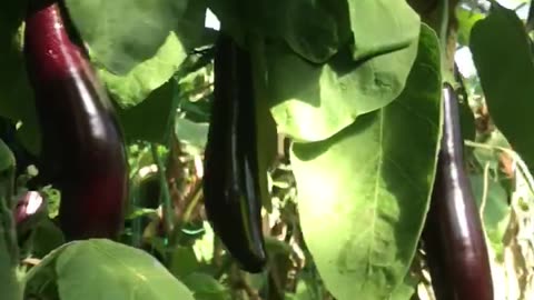 Eggplants in greenhouse