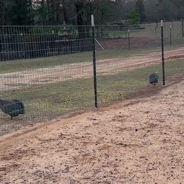 If Monday was a Guinea Fowl