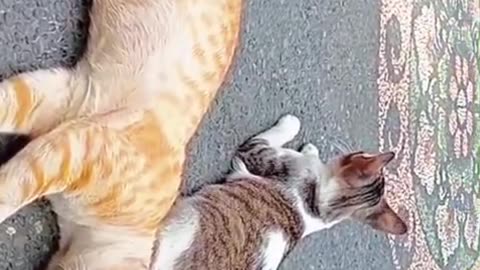 “Oyen the Ginger Cat Comes Home Filthy & Proud — Shows Off His Dirty Nose Before Passing Out!”