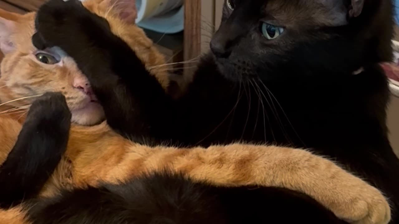 Cats Crave Opposite Kinds Of Cuddles