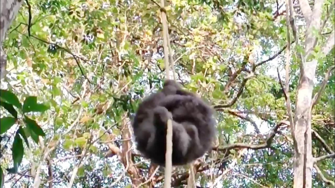 Smart Sloth Mom Uses Rope To Rescue Baby