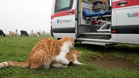 Mama Cat Trims Fur on the Farm and Makes Tiger Hat For Kittens At Home🐾🎩🐯