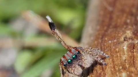 Here is a short Maratus compilation for you of various species