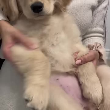 I am your doggy, you listen to me!