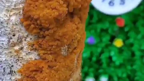 Mushrooms have a fast growth rate, doubling in size in 24 hours. That's growing 4% an hour.