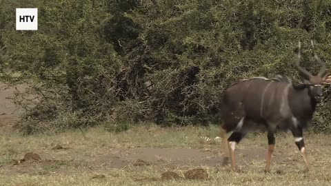 Discovering the Pulse of the Planet