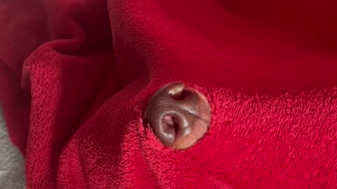 Dachshund Discovers a Way to Breath Under the Blanket