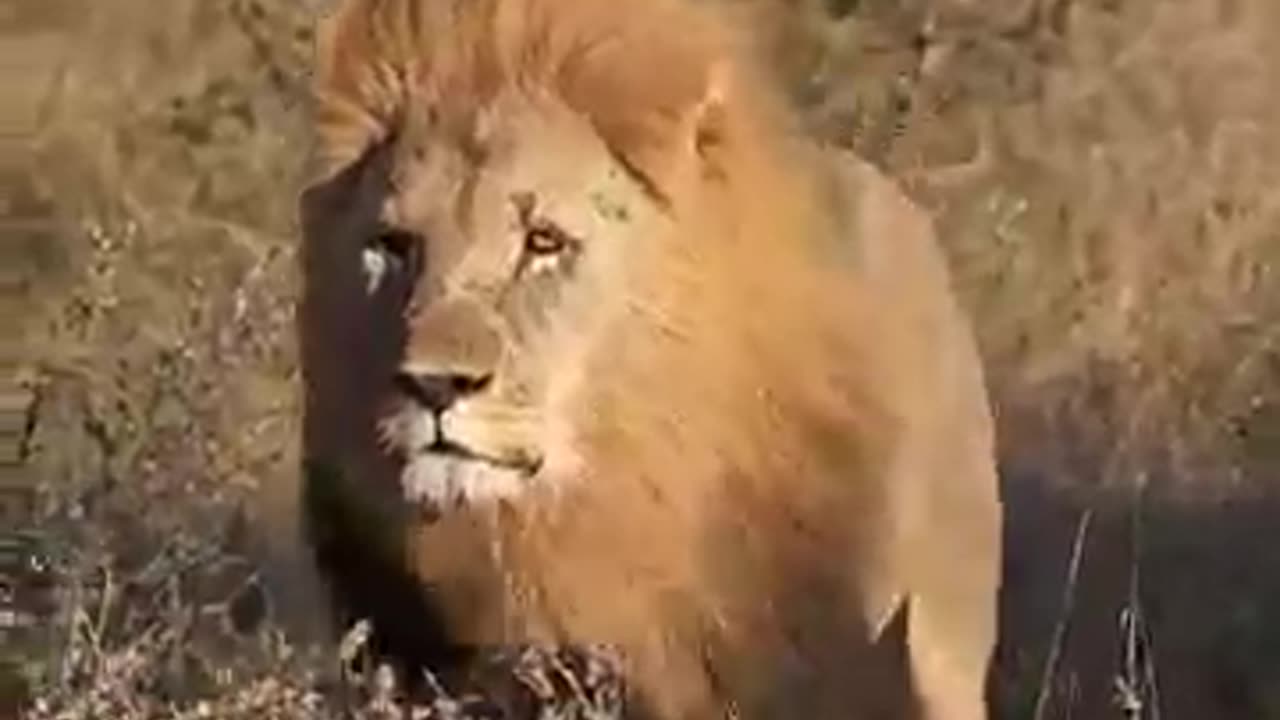 animals