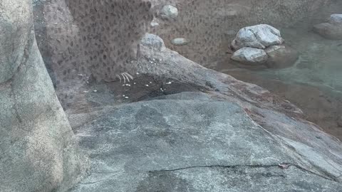 Brown Bear Sneak Attack at the Zoo