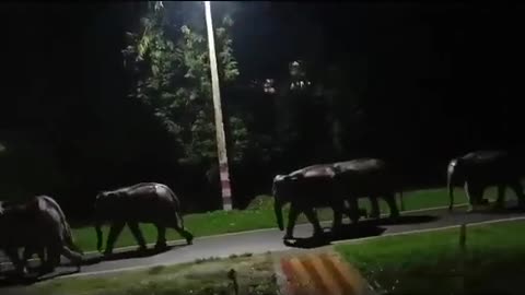 Wild Elephants Arriving in the Night