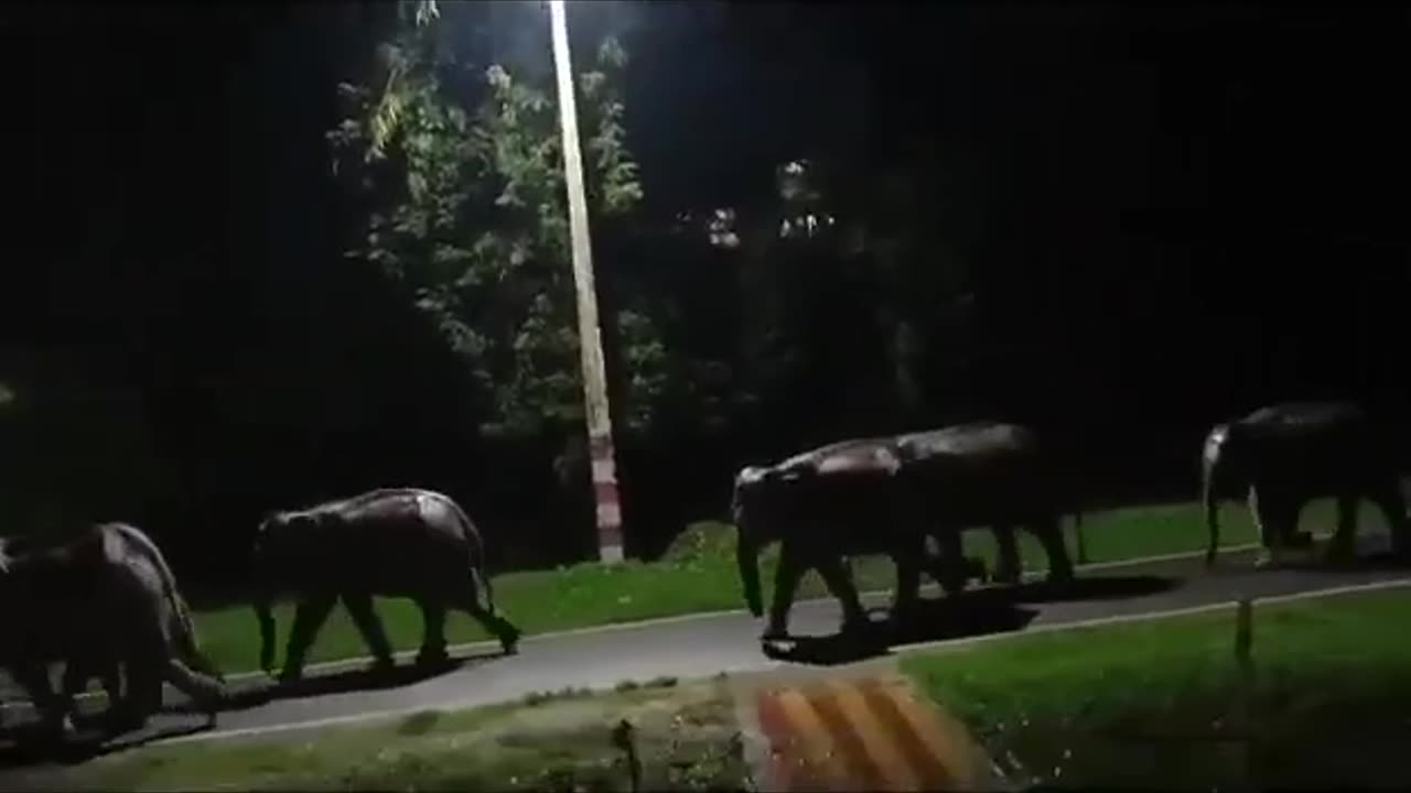 Wild Elephants Arriving in the Night