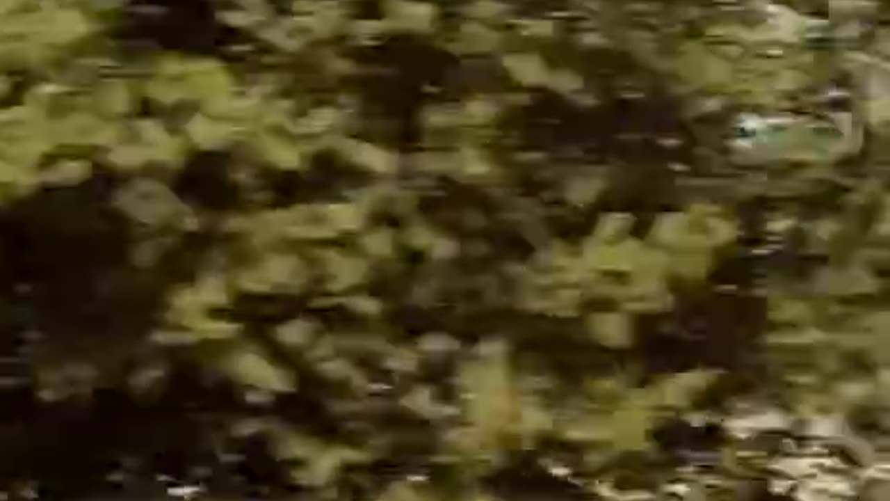 Ukriane war combat footage 10/1/25