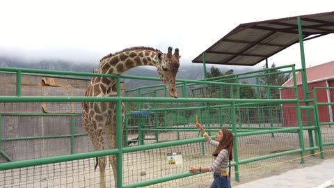 Xenpal Zoo, Safari, & Ziplines 6 (Garcia, Nuevo Leon, Mexico)