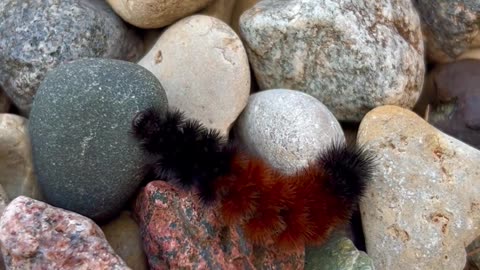 Wholly Bear Caterpillar