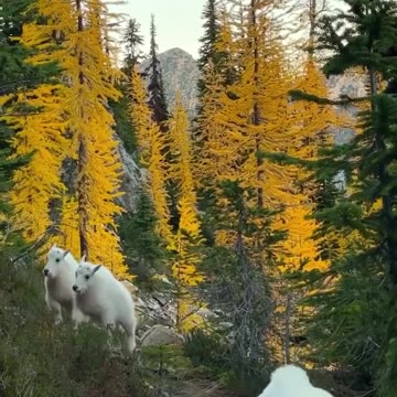 Mountain hiking friends