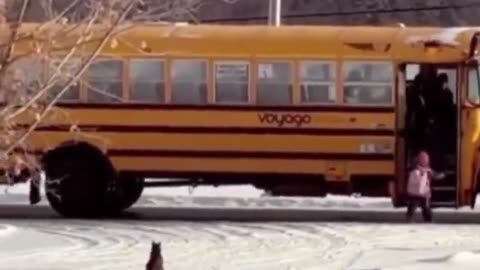 Cat waits for the kids to get on the bus every morning 🥹❤️