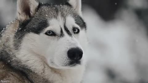 Your Daily Dose of Pets - He Got Locked Out