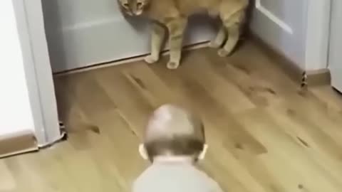 scary cat