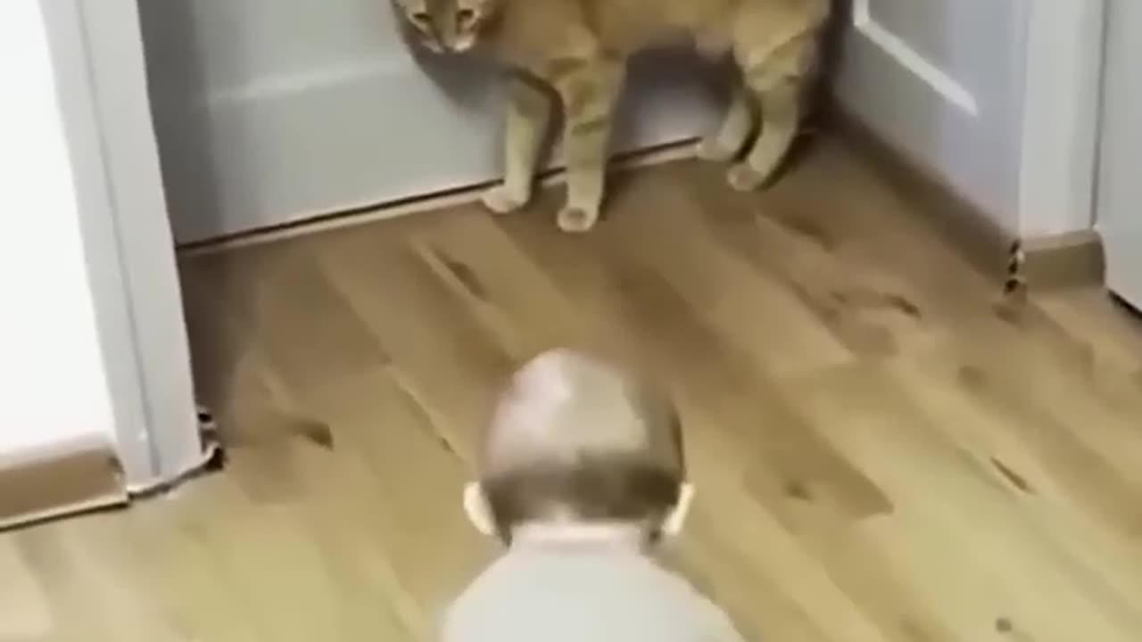 scary cat