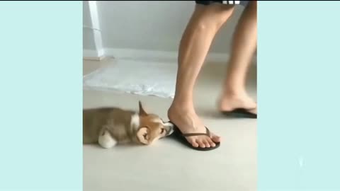 OMG! Puppies Being Hilariously Clumsy & Cute! 🤣😂