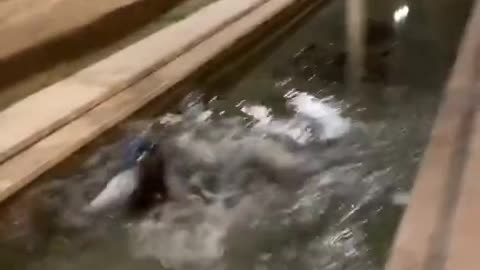 Priceless Reaction When My Friend's Jump Goes Completely Wrong! 🤣