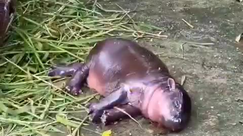 moo deng, the baby hippo is the cutest thing i’ve ever seen!! 🦛😍