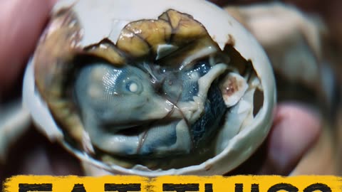 Could You Eat This? Balut in the Philippines 🥚🇵🇭