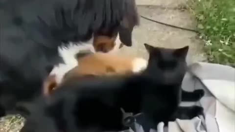 “You see mommy? I’m always kind to the cat” 😂