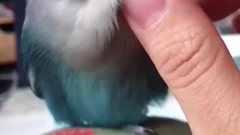 Parrot- I’m not silly, I’m just cute