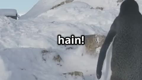 Why Do Penguins Walk Funny? 🐧 | Fun Fact Friday | Kids Animated Science Story in Hindi #kids #shorts