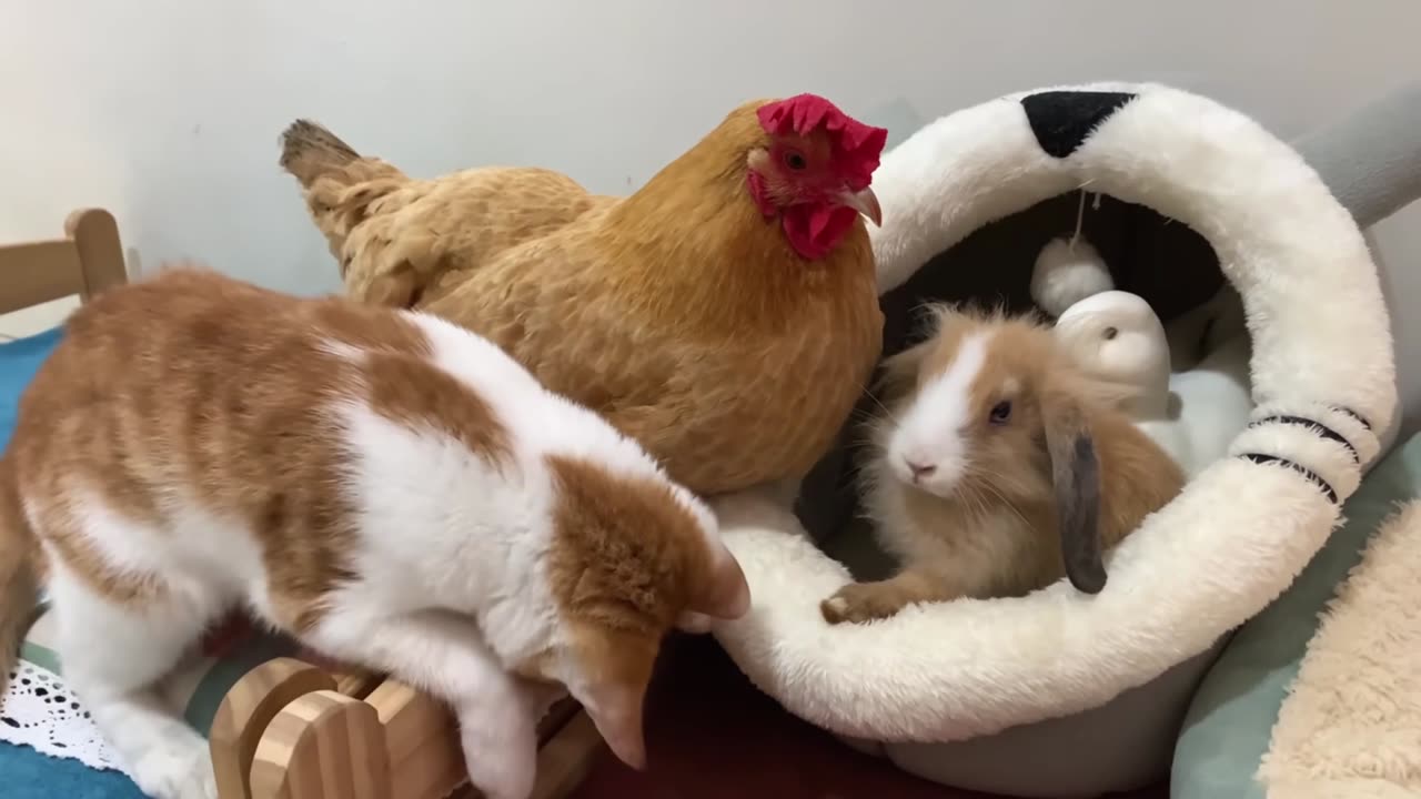 Mother Rabbit learns from Mother Cat how to bathe her little rabbit! The hen and duck are surprised.