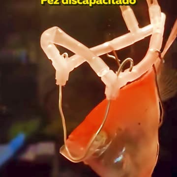 Hombre crea arnés de natación para su pez discapacitado