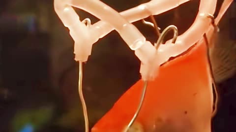 Hombre crea arnés de natación para su pez discapacitado