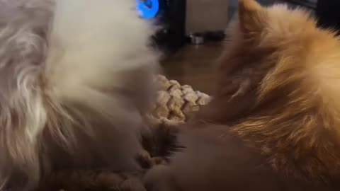 Snupi - Lilica - New 2025