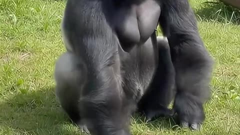 Gorilla female is the supreme boss