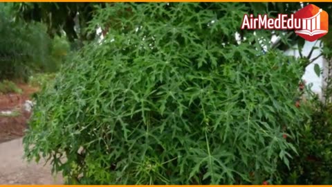 45 Beneficios de las Hojas de Chaya