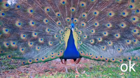 Peacock Bird, The Indian Peafowl, Most clear sounds different videos & Mor Peacock