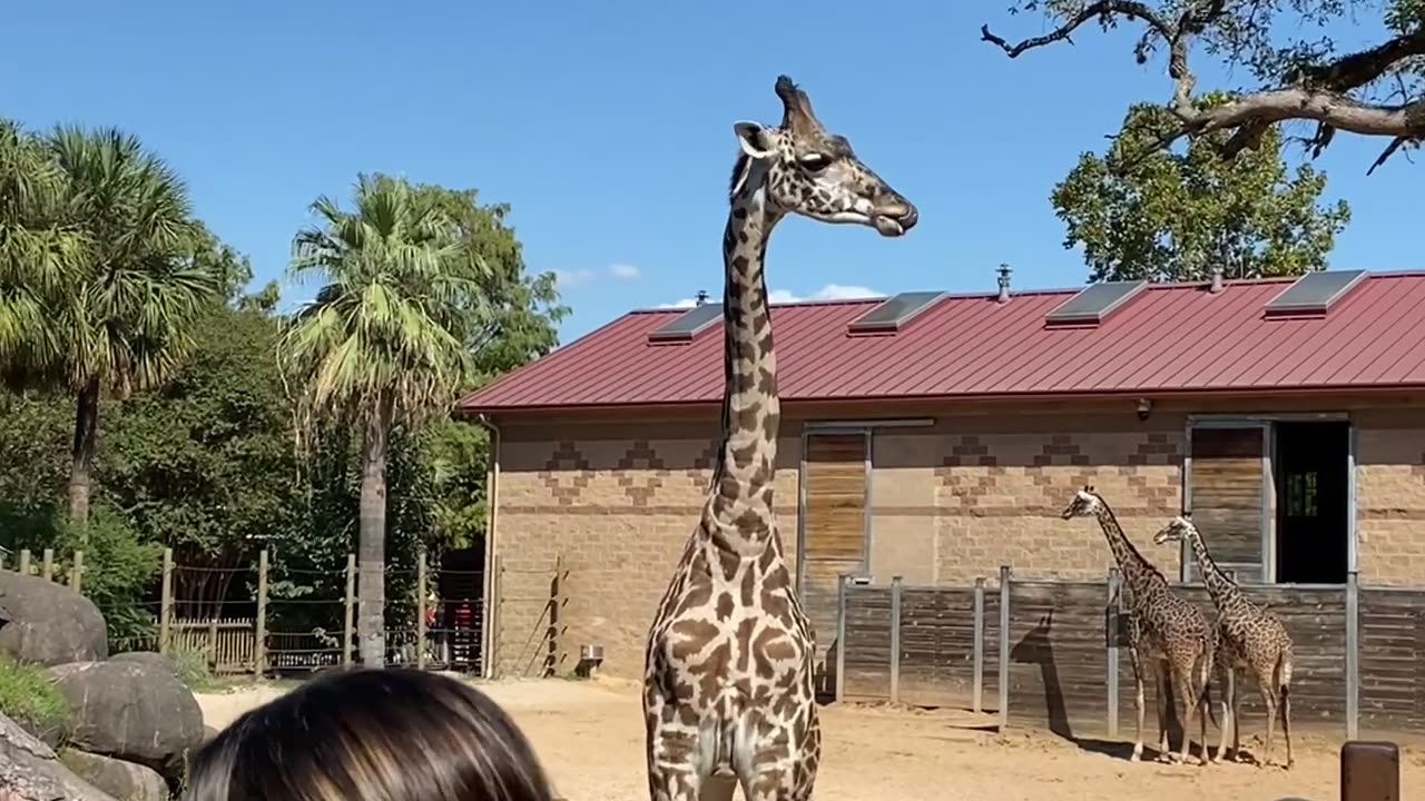 Terry’s 1st Visit to Houston Zoo