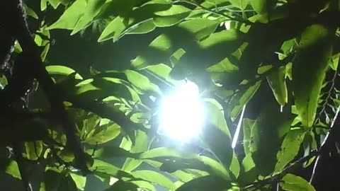 LED spotlight illuminates the pine tree at night between the leaves [Nature & Animals]