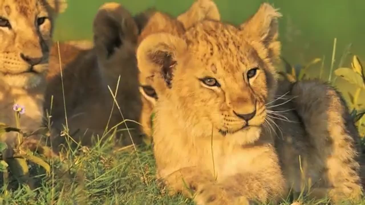 WILD SERENGETI | Battle for Survival in Predator Territory