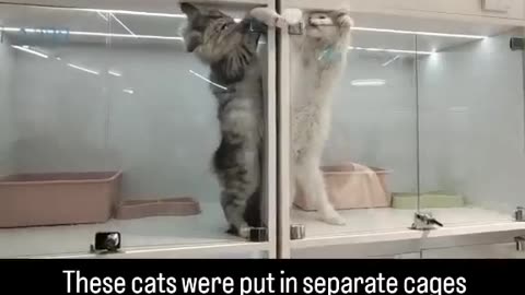 When two cats were put in separate cages......