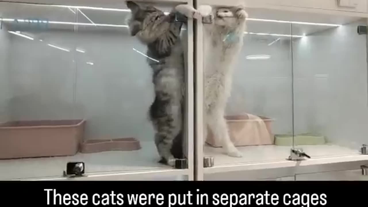 When two cats were put in separate cages......