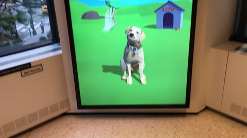 AKC Museum of the Dog 2 (Manhattan, 2019)
